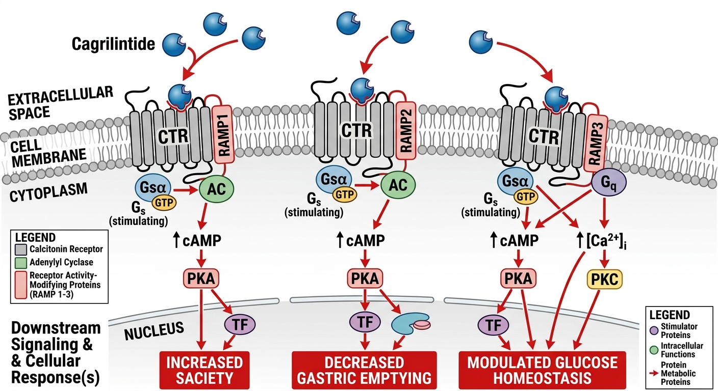 Medical diagram illustrating the cellular pathway for Cagrilintide binding to the heterodimeric Amylin receptor complex