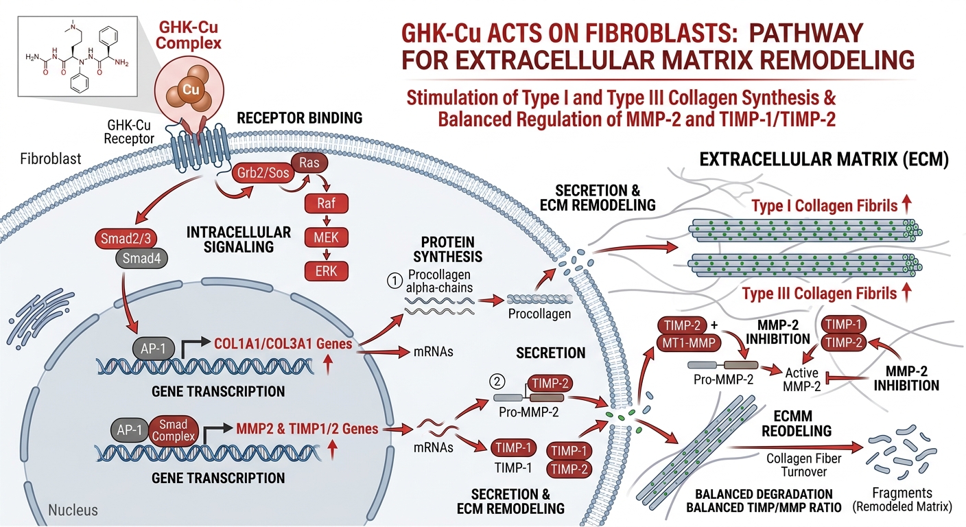 Medical diagram illustrating the cellular pathway for GHK-Cu activity in isolated fibroblasts, highlighting collagen synthesis and MMP/TIMP modulation