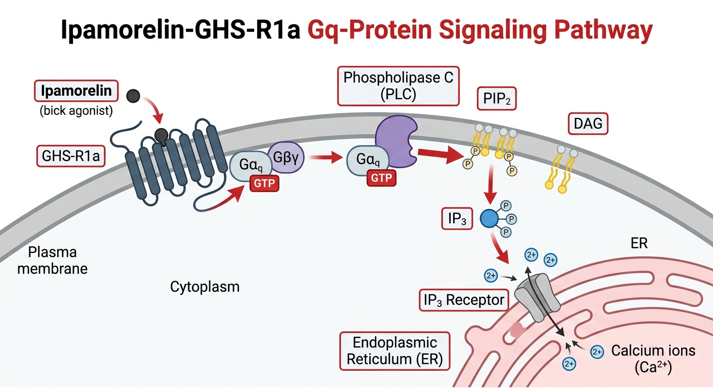 Medical diagram illustrating the cellular pathway for Ipamorelin binding to the GHS-R1a receptor