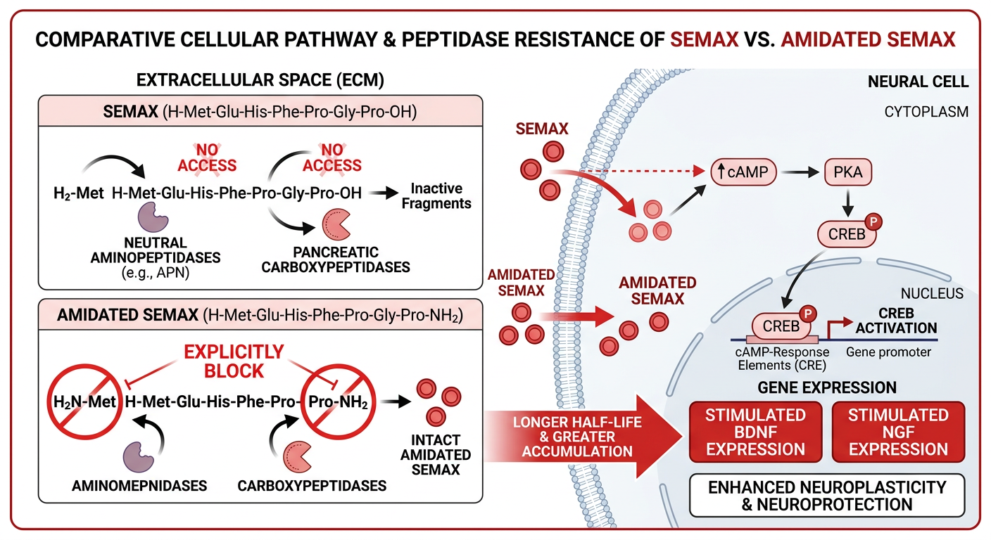Medical diagram illustrating the cellular pathway for Semax, BDNF expression, and enzymatic defense mechanisms in N-Acetyl Semax Amidate