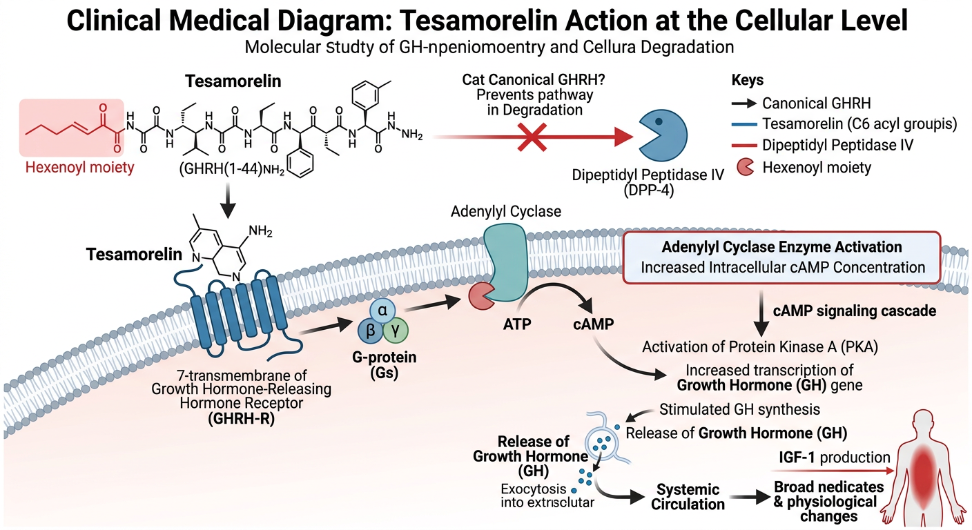 Medical diagram illustrating the cellular pathway for Tesamorelin, including its resistance to DPP-4 and subsequent cAMP receptor activation